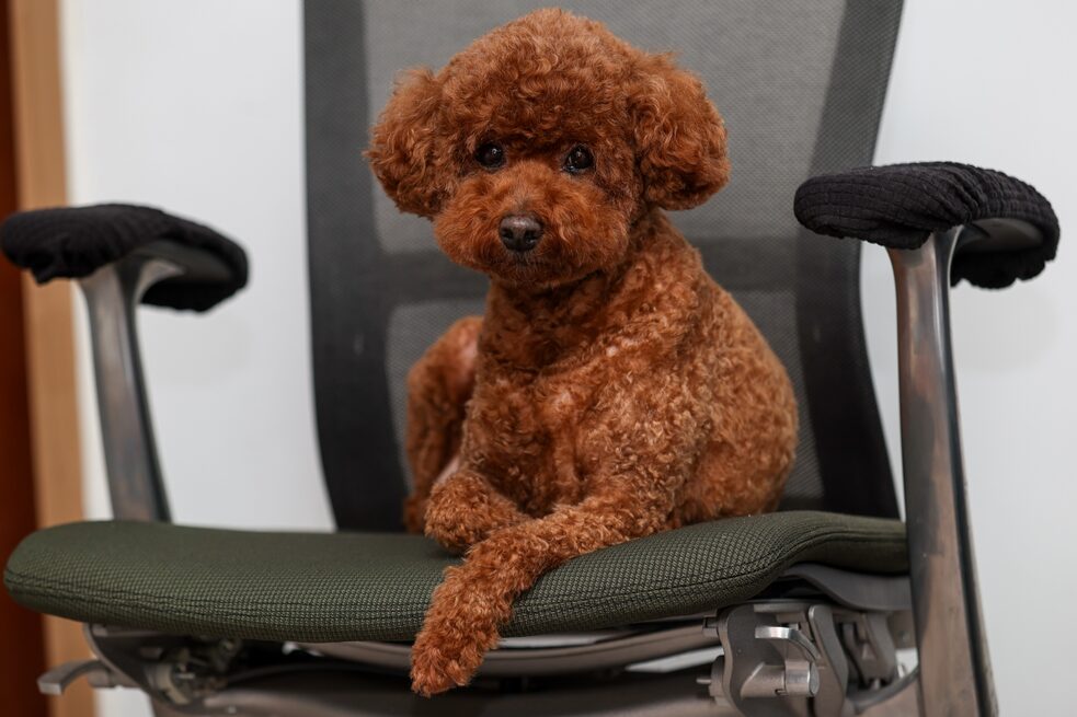 Is an employer allowed to prohibit a dog in the workplace?